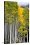 Aspens (Populus Tremuloides), Autumn, Sevier Plateau, Utah, USA-Scott T^ Smith-Stretched Canvas