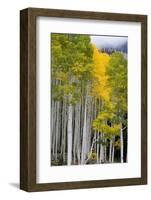 Aspens (Populus Tremuloides), Autumn, Sevier Plateau, Utah, USA-Scott T^ Smith-Framed Photographic Print