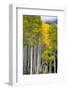 Aspens (Populus Tremuloides), Autumn, Sevier Plateau, Utah, USA-Scott T^ Smith-Framed Photographic Print