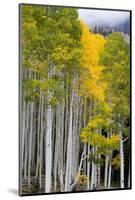 Aspens (Populus Tremuloides), Autumn, Sevier Plateau, Utah, USA-Scott T^ Smith-Mounted Photographic Print