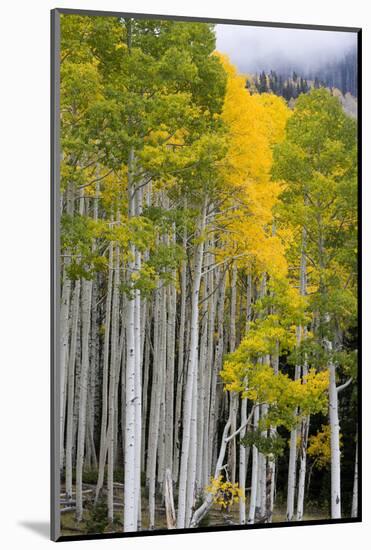 Aspens (Populus Tremuloides), Autumn, Sevier Plateau, Utah, USA-Scott T^ Smith-Mounted Photographic Print