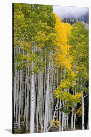 Aspens (Populus Tremuloides), Autumn, Sevier Plateau, Utah, USA-Scott T^ Smith-Stretched Canvas