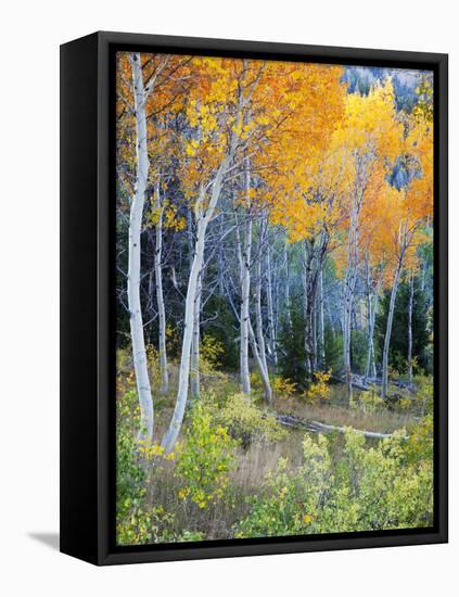 Aspens, Sawtooth National Recreation Area, Idaho, USA-Jamie & Judy Wild-Framed Stretched Canvas