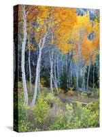 Aspens, Sawtooth National Recreation Area, Idaho, USA-Jamie & Judy Wild-Stretched Canvas