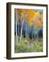 Aspens, Sawtooth National Recreation Area, Idaho, USA-Jamie & Judy Wild-Framed Photographic Print