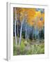 Aspens, Sawtooth National Recreation Area, Idaho, USA-Jamie & Judy Wild-Framed Photographic Print