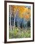 Aspens, Sawtooth National Recreation Area, Idaho, USA-Jamie & Judy Wild-Framed Photographic Print