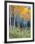 Aspens, Sawtooth National Recreation Area, Idaho, USA-Jamie & Judy Wild-Framed Photographic Print