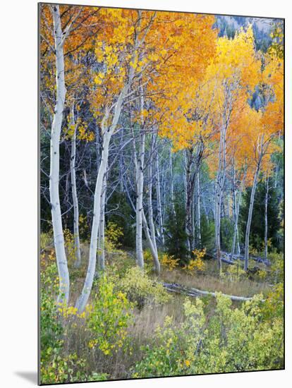 Aspens, Sawtooth National Recreation Area, Idaho, USA-Jamie & Judy Wild-Mounted Photographic Print