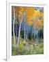 Aspens, Sawtooth National Recreation Area, Idaho, USA-Jamie & Judy Wild-Framed Photographic Print