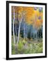 Aspens, Sawtooth National Recreation Area, Idaho, USA-Jamie & Judy Wild-Framed Photographic Print