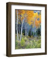 Aspens, Sawtooth National Recreation Area, Idaho, USA-Jamie & Judy Wild-Framed Photographic Print