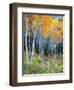 Aspens, Sawtooth National Recreation Area, Idaho, USA-Jamie & Judy Wild-Framed Photographic Print