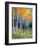 Aspens, Sawtooth National Recreation Area, Idaho, USA-Jamie & Judy Wild-Framed Photographic Print