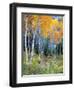 Aspens, Sawtooth National Recreation Area, Idaho, USA-Jamie & Judy Wild-Framed Photographic Print