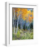 Aspens, Sawtooth National Recreation Area, Idaho, USA-Jamie & Judy Wild-Framed Photographic Print