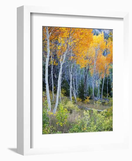 Aspens, Sawtooth National Recreation Area, Idaho, USA-Jamie & Judy Wild-Framed Photographic Print