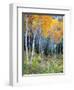 Aspens, Sawtooth National Recreation Area, Idaho, USA-Jamie & Judy Wild-Framed Photographic Print