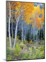 Aspens, Sawtooth National Recreation Area, Idaho, USA-Jamie & Judy Wild-Mounted Photographic Print