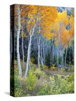 Aspens, Sawtooth National Recreation Area, Idaho, USA-Jamie & Judy Wild-Stretched Canvas