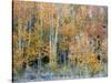 Aspens, Sawtooth National Recreation Area, Idaho, USA-Jamie & Judy Wild-Stretched Canvas