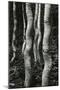 Aspens, Utah, 1972-Brett Weston-Mounted Photographic Print