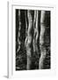 Aspens, Utah, 1972-Brett Weston-Framed Photographic Print