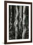 Aspens, Utah, 1972-Brett Weston-Framed Photographic Print