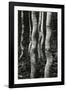 Aspens, Utah, 1972-Brett Weston-Framed Photographic Print