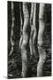 Aspens, Utah, 1972-Brett Weston-Mounted Photographic Print