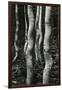 Aspens, Utah, 1972-Brett Weston-Framed Photographic Print