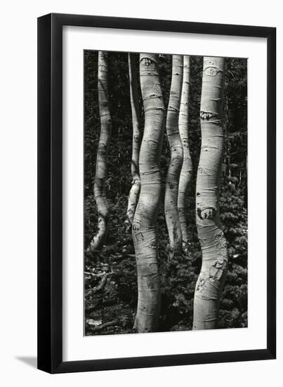 Aspens, Utah, 1972-Brett Weston-Framed Premium Photographic Print