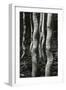 Aspens, Utah, 1972-Brett Weston-Framed Premium Photographic Print