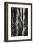 Aspens, Utah, 1972-Brett Weston-Framed Photographic Print