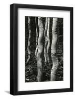 Aspens, Utah, 1972-Brett Weston-Framed Photographic Print