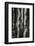 Aspens, Utah, 1972-Brett Weston-Framed Photographic Print
