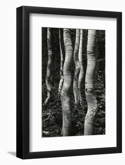 Aspens, Utah, 1972-Brett Weston-Framed Photographic Print