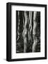 Aspens, Utah, 1972-Brett Weston-Framed Photographic Print