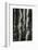 Aspens, Utah, 1972-Brett Weston-Framed Photographic Print