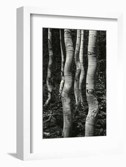 Aspens, Utah, 1972-Brett Weston-Framed Photographic Print