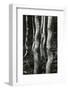 Aspens, Utah, 1972-Brett Weston-Framed Photographic Print