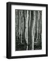 Aspens, Utah, 1972-Brett Weston-Framed Photographic Print