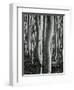 Aspens, Utah, 1972-Brett Weston-Framed Photographic Print