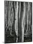 Aspens, Utah, 1972-Brett Weston-Mounted Photographic Print