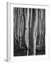 Aspens, Utah, 1972-Brett Weston-Framed Photographic Print