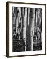 Aspens, Utah, 1972-Brett Weston-Framed Photographic Print