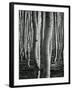 Aspens, Utah, 1972-Brett Weston-Framed Photographic Print