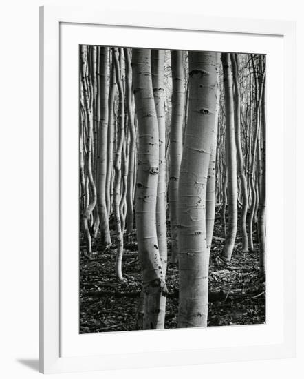 Aspens, Utah, 1972-Brett Weston-Framed Photographic Print