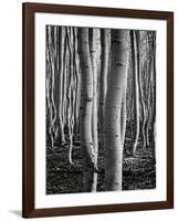 Aspens, Utah, 1972-Brett Weston-Framed Photographic Print