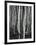 Aspens, Utah, 1972-Brett Weston-Framed Photographic Print